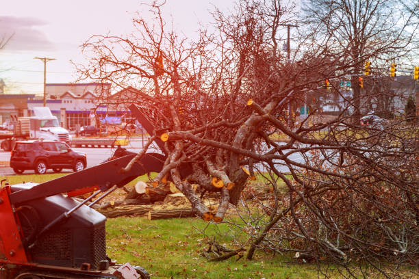 Seasonal Cleanup (Spring/Fall) in Keene, NH