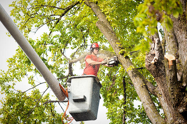 Professional Tree Care in Keene, NH