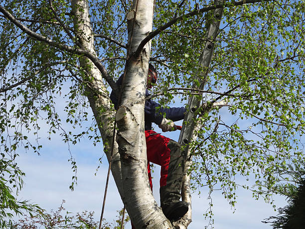 Best Root Management and Removal  in Keene, NH